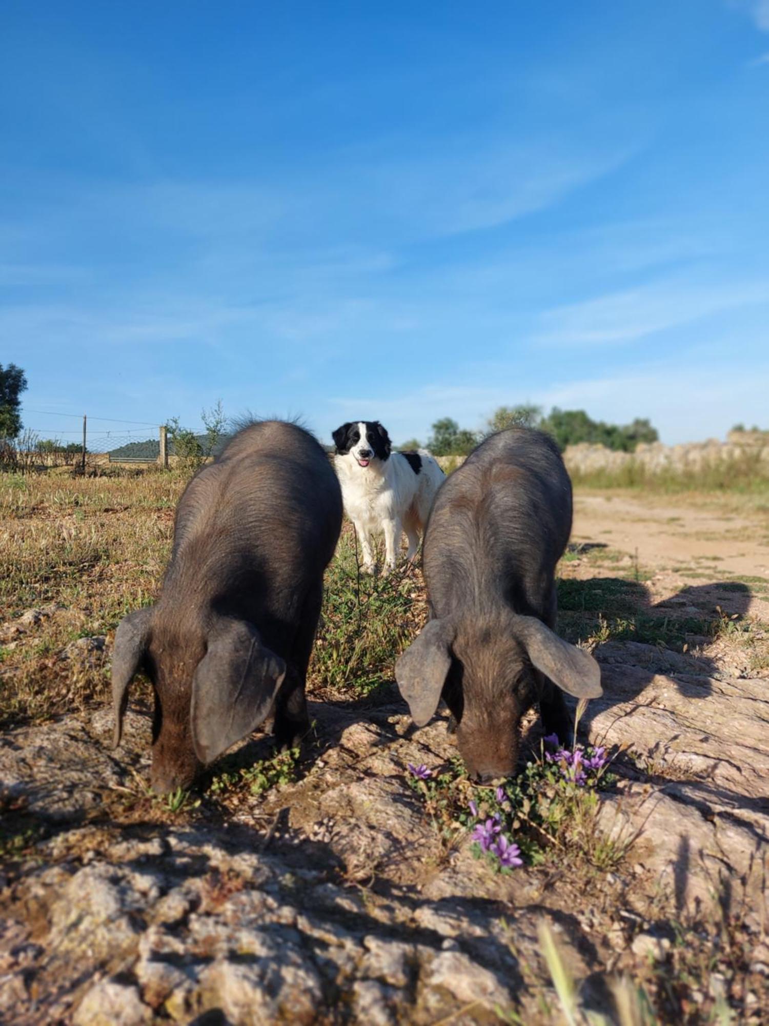 Finca Sa Cova Vella ماناكور المظهر الخارجي الصورة