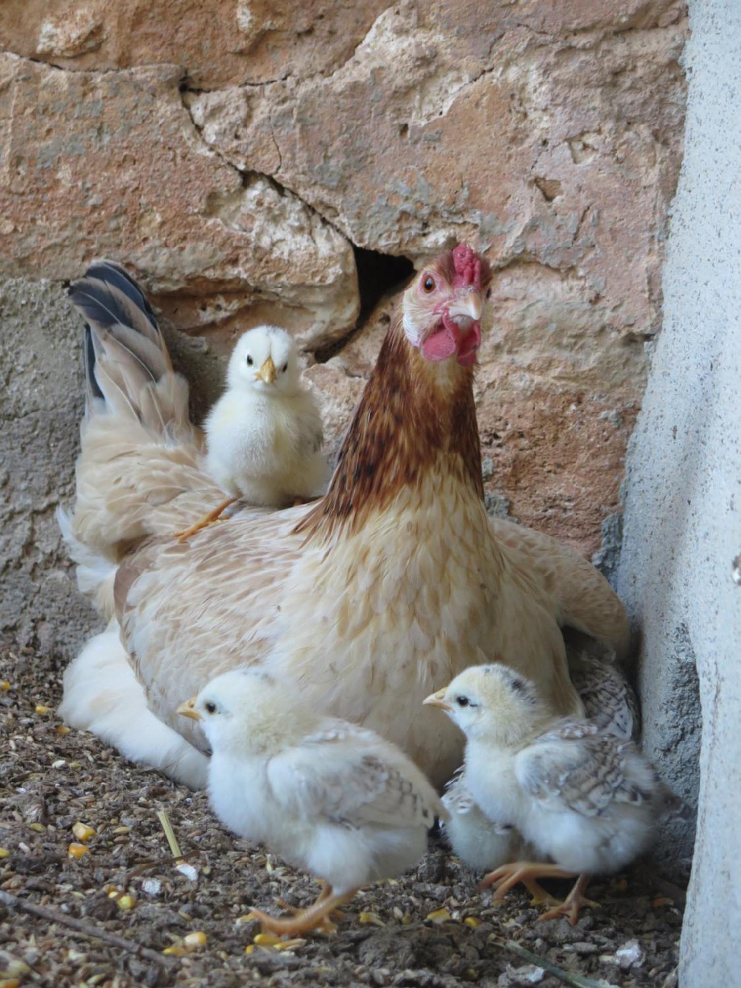 Finca Sa Cova Vella ماناكور المظهر الخارجي الصورة