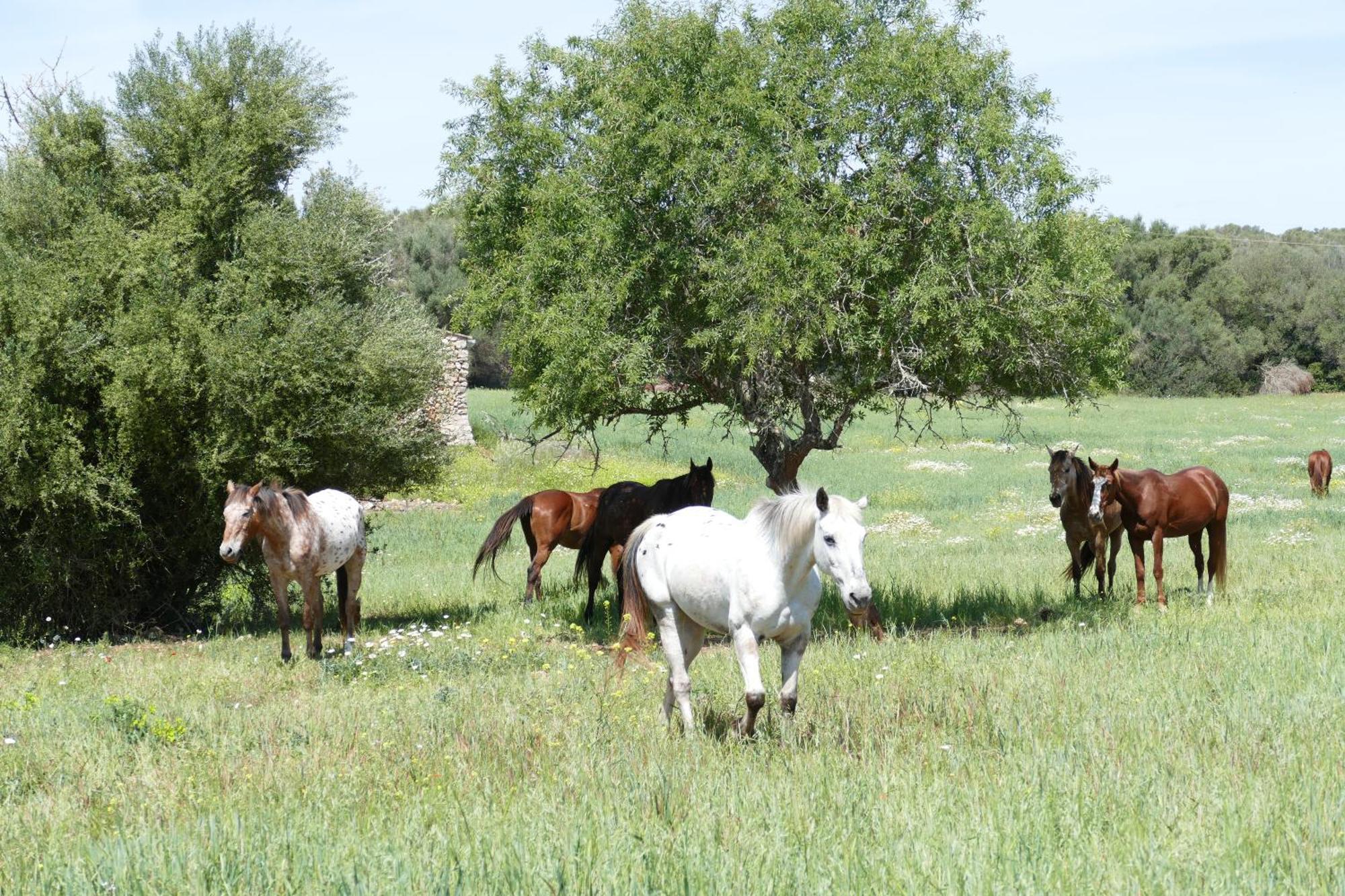 Finca Sa Cova Vella ماناكور المظهر الخارجي الصورة