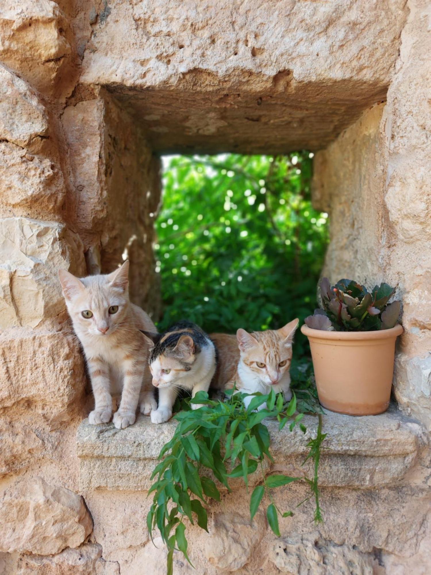 Finca Sa Cova Vella ماناكور المظهر الخارجي الصورة