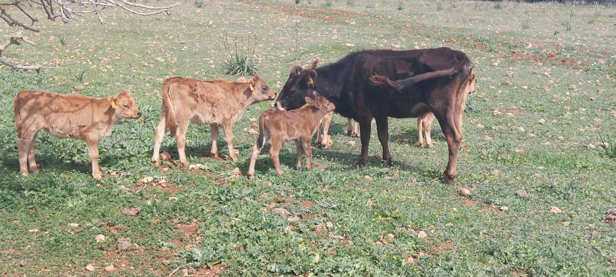 Finca Sa Cova Vella ماناكور المظهر الخارجي الصورة